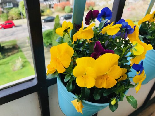 Topf mit Blumen